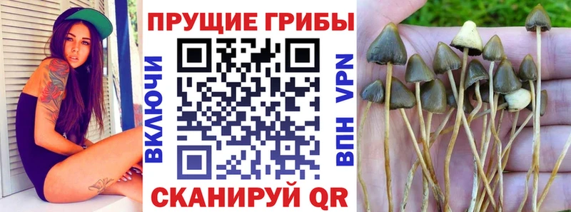 Купить  Верхний Уфалей  Галлюциногенные грибы Magic Shrooms 